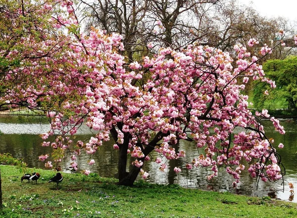 Hyde park, London — Stock Photo, Image