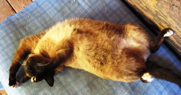 面白いポーズで眠っているシャム猫 — ストック写真