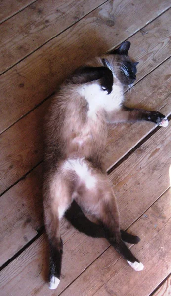 Siamkatze schläft in lustigen Posen — Stockfoto