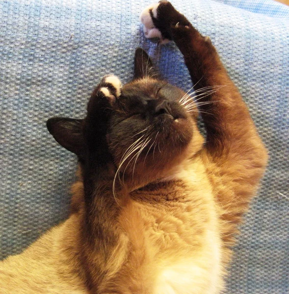 面白いポーズで眠っているシャム猫 — ストック写真