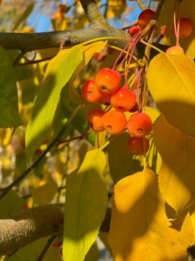 Bir grup kırmızı yaban elması sonbahar günü sarı yapraklı bir ağaçtan sarkan
