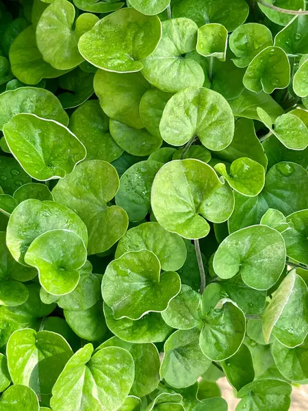 Kleine Groene Bladeren Van Potplanten Groene Natuurlijke Achtergrond Versheid Natuurconcept — Stockfoto