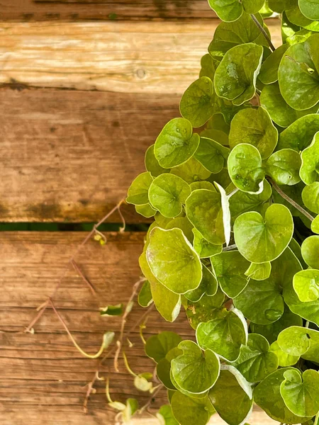 Kleine Groene Bladeren Van Potplanten Houten Ondergrond Versheid Natuurconcept — Stockfoto