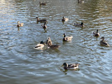 Yaz günü gölde yüzen ördekler