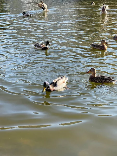 Kachny Plavání Rybníku Letní Den — Stock fotografie