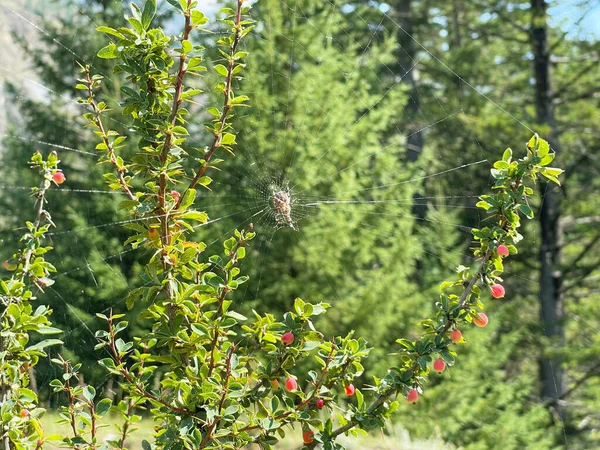 A shrub with a large spider spitting cobwebs on its branches — Stock Photo, Image