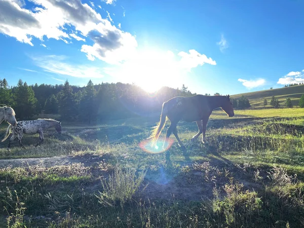 太陽の光のぎらつきの近くの松の木に餌野生の馬 ロシアのアルタイ — ストック写真