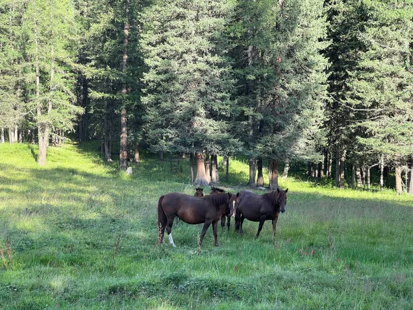 Wild horses grazing on a meadow near forest — 스톡 사진