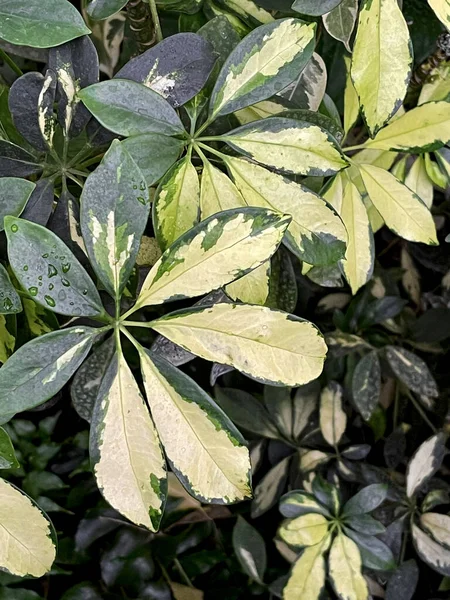 Schefflera bonte gebladerte, groenblijvende tropische bladeren achtergrond — Stockfoto