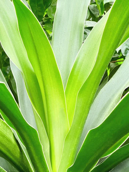 巨大な緑の植物のクローズアップビュー、常緑の熱帯の葉の背景 — ストック写真