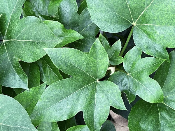 Ivy bladeren van dichtbij bekijken, groenblijvende bladeren achtergrond — Stockfoto