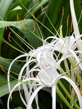 Bahçedeki beyaz tropikal çiçek, yakından bak.
