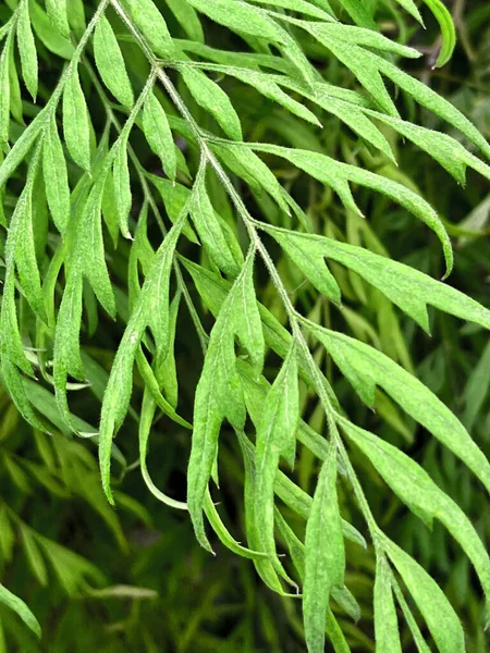 Luminoso verde tropicale lasciare vista da vicino — Foto Stock