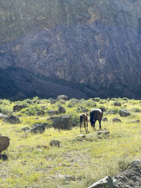 Vahşi atlar: Tay ve annesi dağlara gidiyorlar. Altai, Rusya