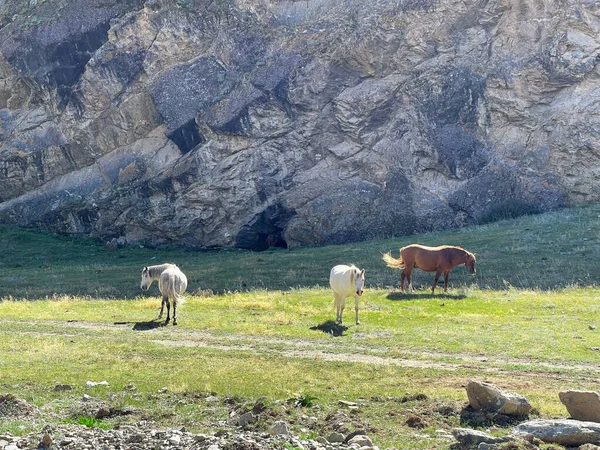 Cavalos Selvagens Alimentando Dia Ensolarado Nas Montanhas Altai Rússia — Fotografia de Stock