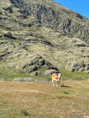 Güneşli bir günde dağlarda beslenen inek. Altai, Rusya