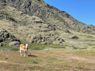 Güneşli bir günde dağlarda beslenen inek. Altai, Rusya