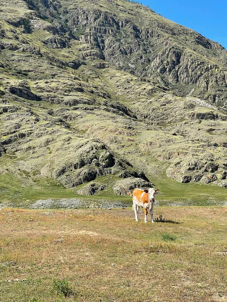 Kráva Která Krmí Slunečného Dne Horách Altai Rusko — Stock fotografie