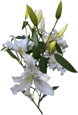 Beyaz bir arka plan üzerinde Lily izole