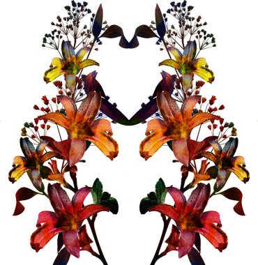 Beyaz arka planda izole edilmiş renkli zambak