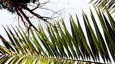 Ağaç zeminli palmiye yaprakları