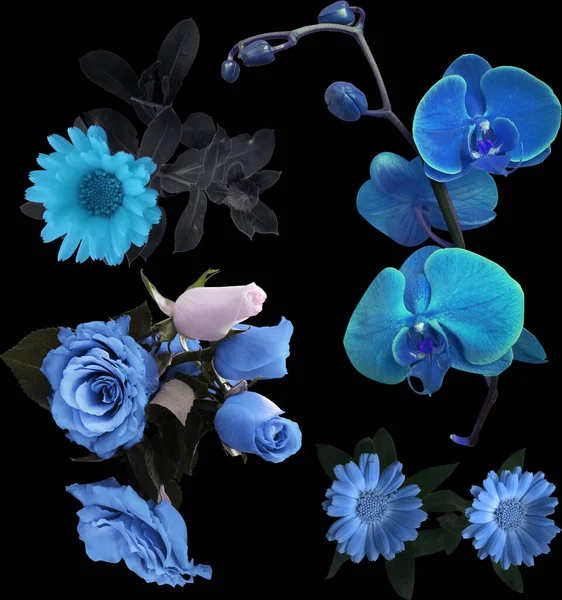Fleurs Bleues Sur Fond Noir Pour Design — Photo