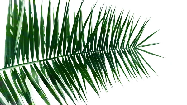 Palm Leaves Isolated White Background — Stock Photo, Image