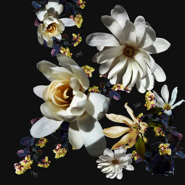 Belas Flores Brancas Backgorund Preto Fotografias De Stock Royalty-Free