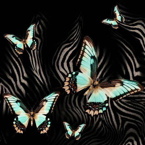 Метелик Фоні Шкіри Зебри Друку — стокове фото
