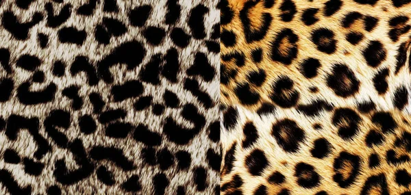 Leopard Skin Pattern Texture Fashionable Print — Stock Photo, Image