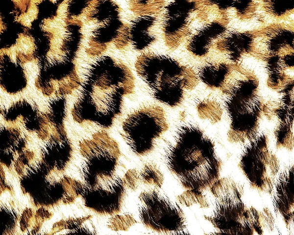 Leopard Skin Pattern Texture Fashionable Print — Stock Photo, Image