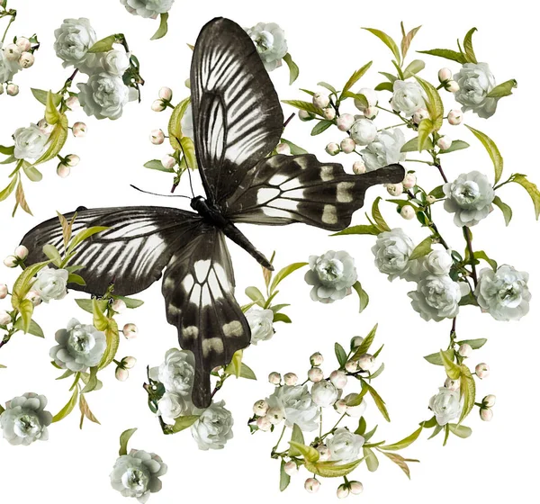 Бабочка Украшена Цветами Печати — стоковое фото