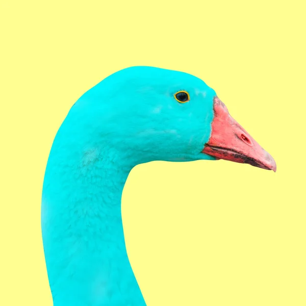 绿松石鹅头，红色嘴，黄色背景。流行艺术最小的概念。五彩斑斓背景的鹅. — 图库照片