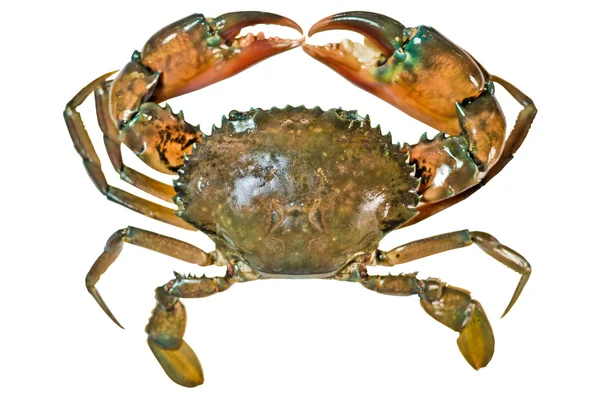 Crabe de mer — Photo