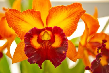 Portakal orkidesi sığırcık. Yaklaş.