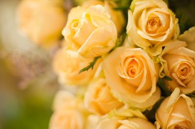 arka plan olarak güzel güller