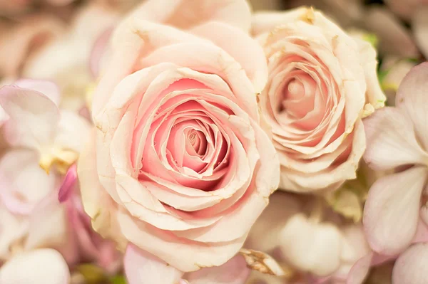 Belles roses comme fond — Photo