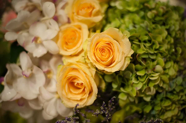 stock image Beautiful Roses as a background