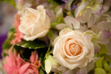 arka plan olarak güzel güller