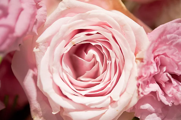 Mooie rozen als achtergrond — Stockfoto