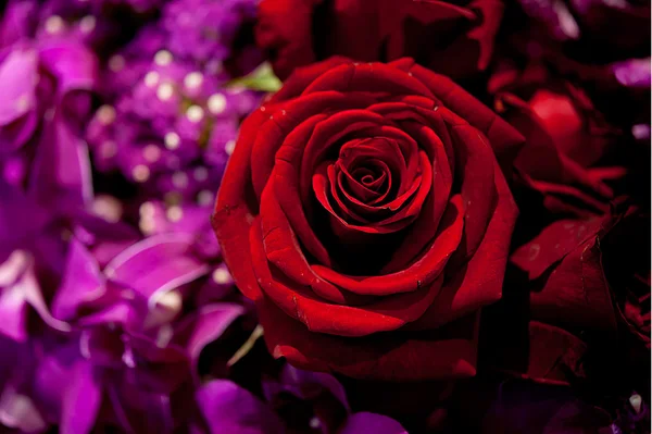 Rosas bonitas como pano de fundo — Fotografia de Stock