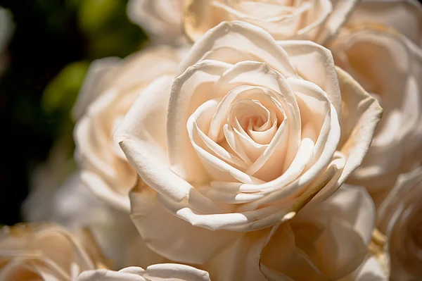 Belles roses comme fond — Photo