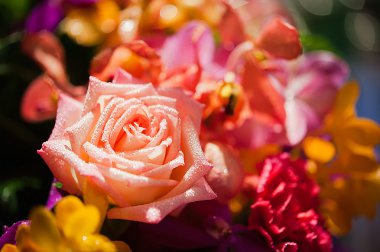 arka plan olarak güzel güller