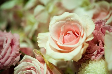 arka plan olarak güzel güller