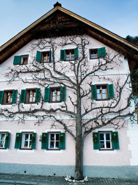 sıva duvar creaper grunge arka plan