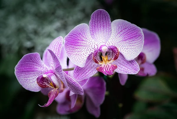 Vanda Orchidee Bloem Thailand — Stockfoto