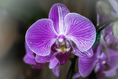 Tayland 'da Vanda orkidesi çiçeği