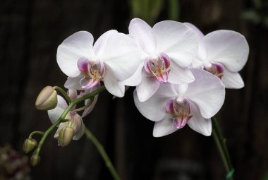 Tayland 'da Vanda orkidesi çiçeği