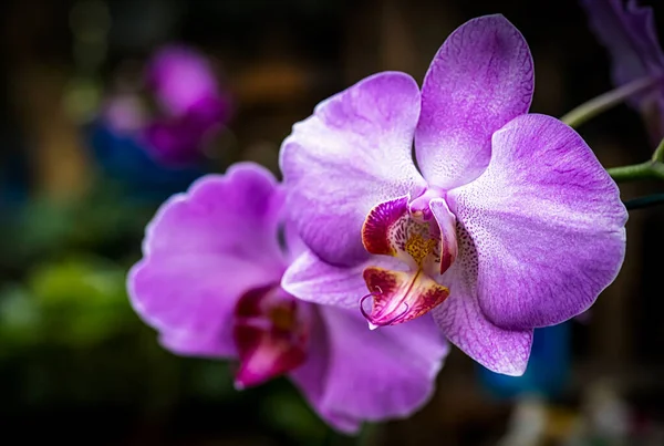 Vanda Fleur Orchidée Thaïlande — Photo