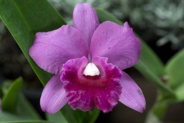 Tayland 'da Cattleya Orkide Çiçeği